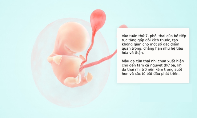 Tuần thai thứ 7: Thai phát triển nhanh, tay chân bé bắt đầu hình thành- Ảnh 5.
