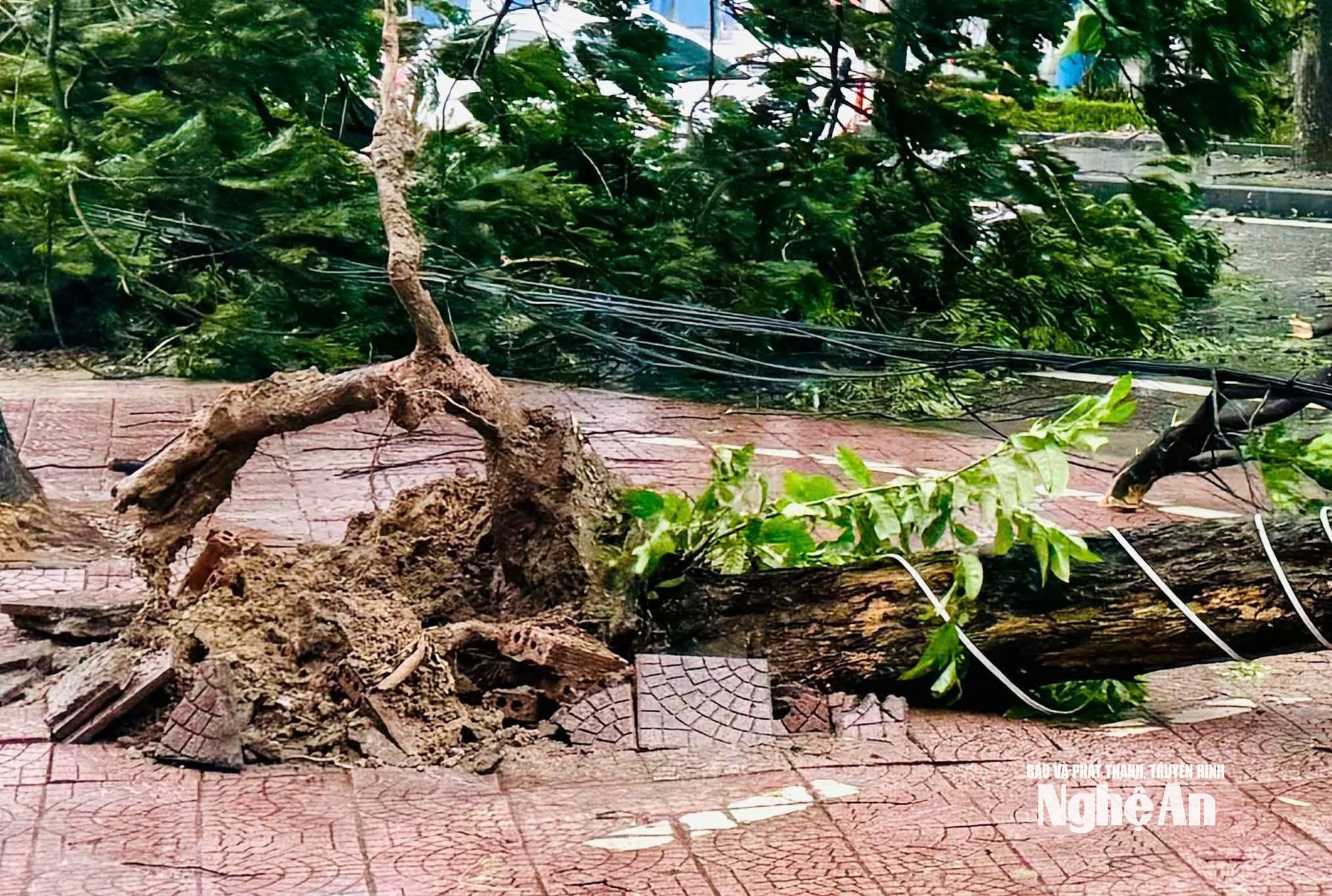 Tình hình bão số 5: Đã có 1 người chết, 8 người bị thương; Sân Pickleball tiền tỷ đổ sập- Ảnh 17.