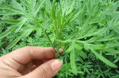 Tắm lá ngải cứu, sau một năm, người phụ nữ nhận lại 6 thay đổi