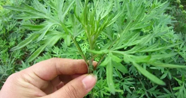 Tắm lá ngải cứu, sau một năm, người phụ nữ nhận lại 6 thay đổi