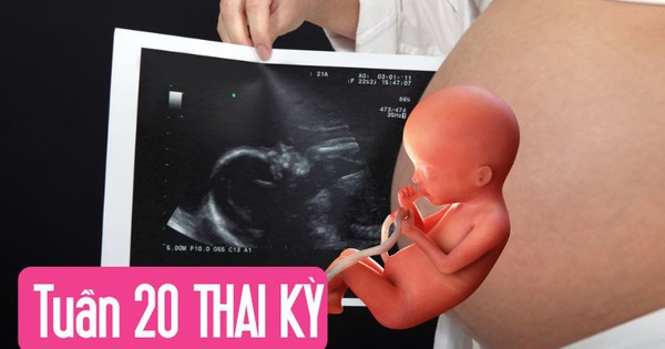 Tuần thai thứ 20: Mẹ đã đi được nửa thai kỳ, phổi và giác quan của bé phát triển mạnh
