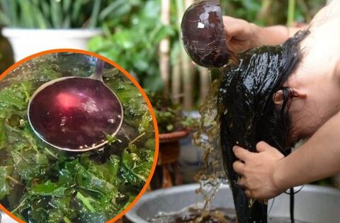Hết hồn vì rụng tóc, ai ngờ 1 loại lá trong vườn lại là cứu tinh chống rụng tóc, kích thích nhanh mọc tóc con