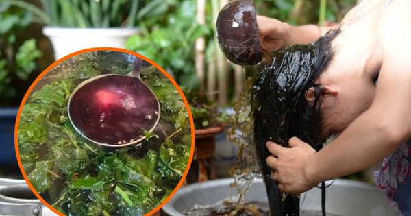 Hết hồn vì rụng tóc, ai ngờ 1 loại lá trong vườn lại là cứu tinh chống rụng tóc, kích thích nhanh mọc tóc con