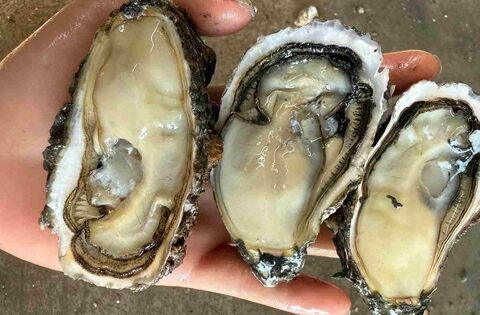 Top những thực phẩm giàu sắt cho mẹ bầu dễ tìm và dễ ăn