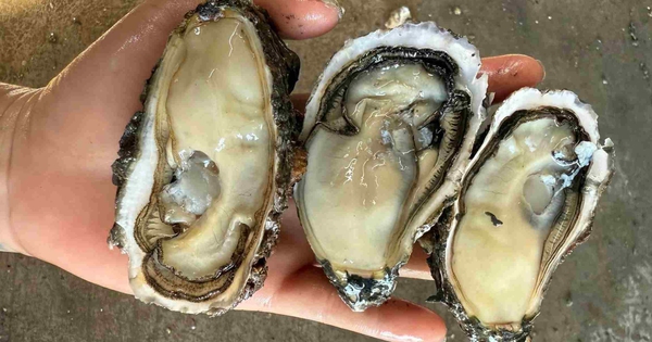 Top những thực phẩm giàu sắt cho mẹ bầu dễ tìm và dễ ăn