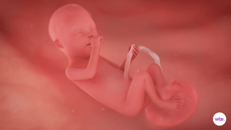 Tuần thai thứ 20: Mẹ đã đi được nửa thai kỳ, phổi và giác quan của bé phát triển mạnh- Ảnh 2.