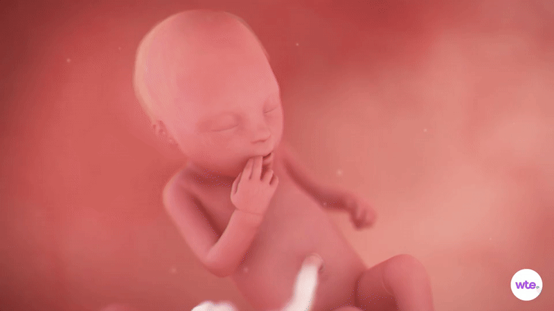 Tuần thai thứ 22: Giác quan của bé đã hoàn thiện, mẹ bắt đầu rạn da- Ảnh 2.