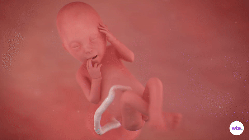 Tuần thai thứ 23: Bé tăng cân nhanh, mẹ bắt đầu có cơn co tử cung Braxton Hicks- Ảnh 3.