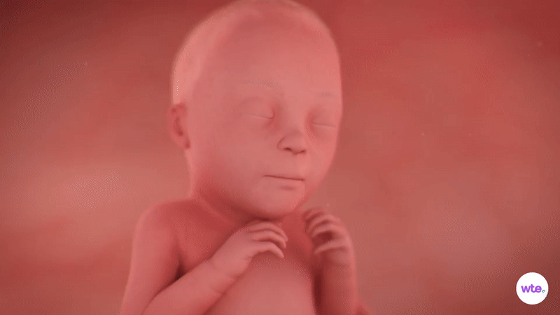 Tuần thai thứ 26: Bé yêu đã có thể mở mắt, còn mẹ bắt đầu khó ngủ- Ảnh 2.