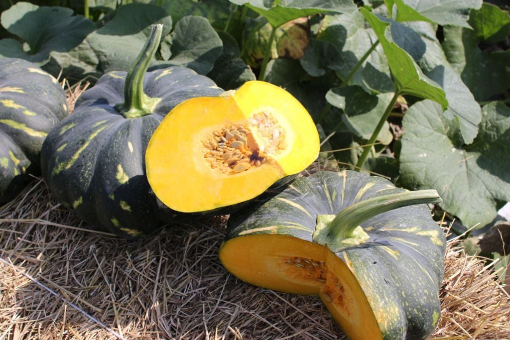 Đừng tưởng ăn bí đỏ càng nhiều càng tốt: 3 điều cấm kỵ ai cũng nên biết để bảo vệ thận- Ảnh 1. Đừng tưởng ăn bí đỏ càng nhiều càng tốt: 3 điều cấm kỵ ai cũng nên biết để bảo vệ thận- Ảnh 1.