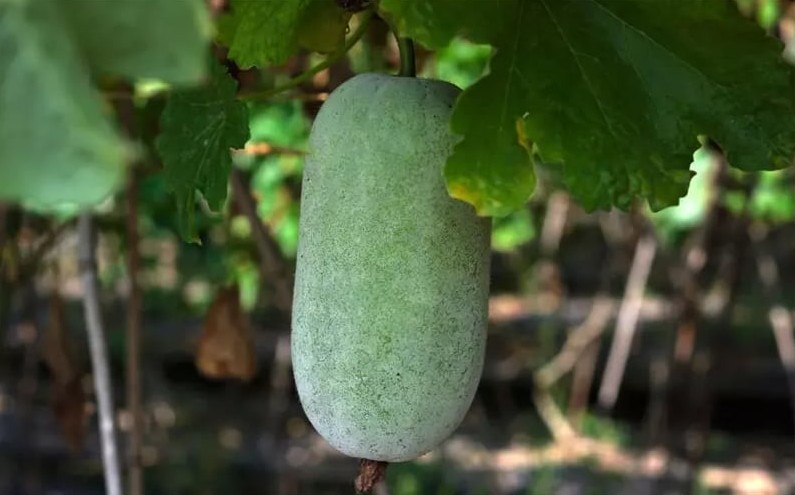 Nhất định phải nấu 4 món ăn này vào mùa thu để thanh nhiệt, giải độc cơ thể và khỏe mạnh khi mùa đông đến- Ảnh 1.