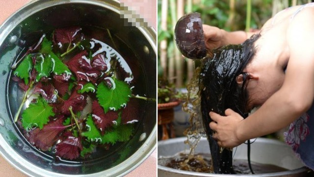 Hết hồn vì rụng tóc, ai ngờ 1 loại lá trong vườn lại là cứu tinh chống rụng tóc, kích thích nhanh mọc tóc con- Ảnh 3.