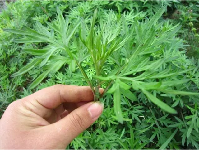 Tắm lá ngải cứu, sau một năm, người phụ nữ nhận lại 6 thay đổi- Ảnh 1.