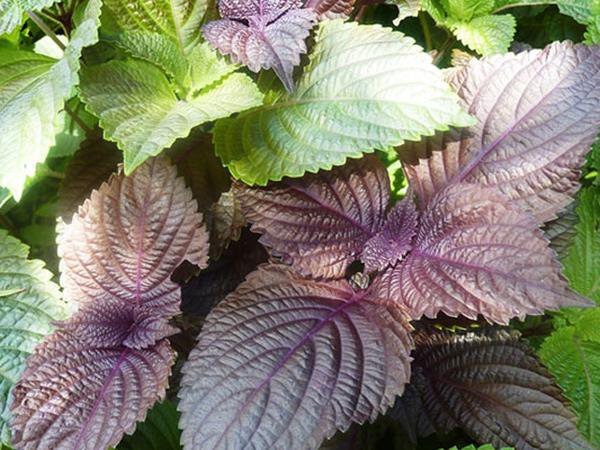 Hết hồn vì rụng tóc, ai ngờ 1 loại lá trong vườn lại là cứu tinh chống rụng tóc, kích thích nhanh mọc tóc con- Ảnh 1.