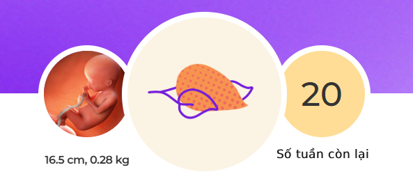 Tuần thai thứ 20: Mẹ đã đi được nửa thai kỳ, phổi và giác quan của bé phát triển mạnh- Ảnh 1.