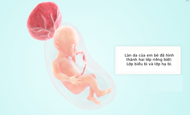 Tuần thai thứ 20: Mẹ đã đi được nửa thai kỳ, phổi và giác quan của bé phát triển mạnh- Ảnh 5.