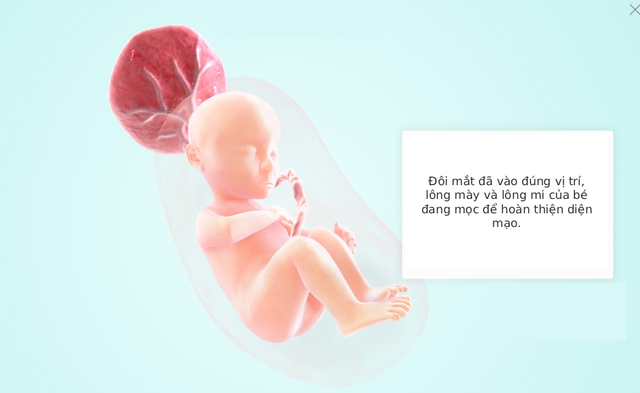 Tuần thai thứ 22: Giác quan của bé đã hoàn thiện, mẹ bắt đầu rạn da- Ảnh 5.