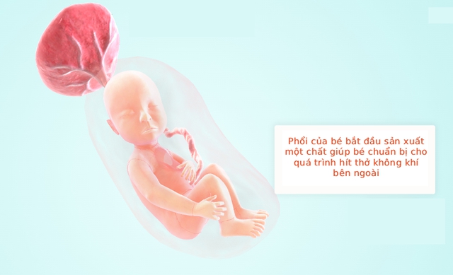 Tuần thai thứ 23: Bé tăng cân nhanh, mẹ bắt đầu có cơn co tử cung Braxton Hicks- Ảnh 5.