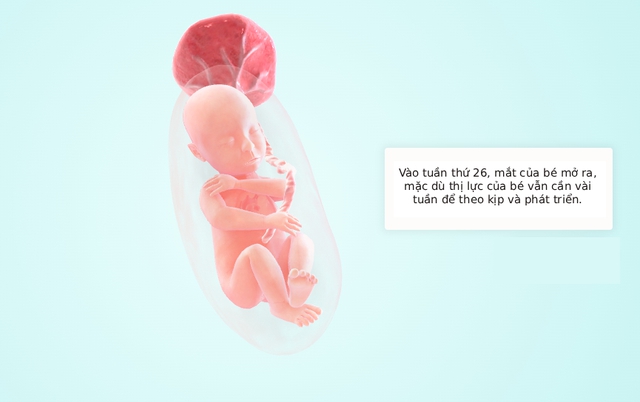 Tuần thai thứ 26: Bé yêu đã có thể mở mắt, còn mẹ bắt đầu khó ngủ- Ảnh 5.