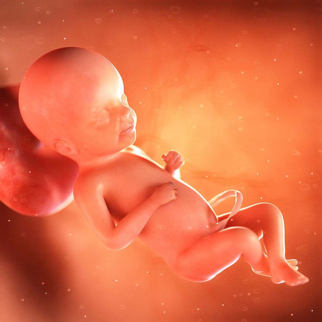 Tuần thai thứ 23: Bé tăng cân nhanh, mẹ bắt đầu có cơn co tử cung Braxton Hicks- Ảnh 6.