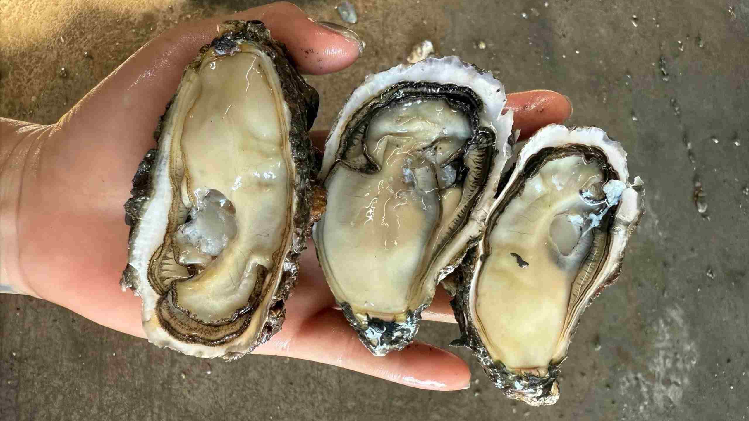 Top những thực phẩm giàu sắt cho mẹ bầu dễ tìm và dễ ăn- Ảnh 1.