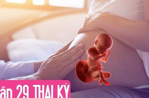 Tuần thai thứ 29: Bé yêu bắt đầu tập thở, mẹ dễ chuột rút do thai lớn