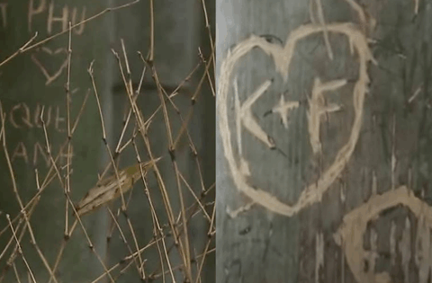 Rừng tre nổi tiếng Nhật Bản bị khắc chữ, trái tim chi chít