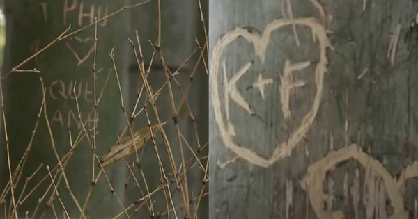 Rừng tre nổi tiếng Nhật Bản bị khắc chữ, trái tim chi chít