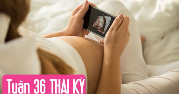Tuần thai thứ 36: Bé yêu đã quay đầu, sẵn sàng chào đời