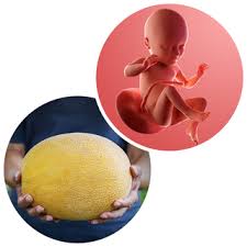 Tuần thai thứ 34: Mọi giác quan của bé đã hoàn thiện, mẹ thấy rõ áp lực lên sàn chậu- Ảnh 7.