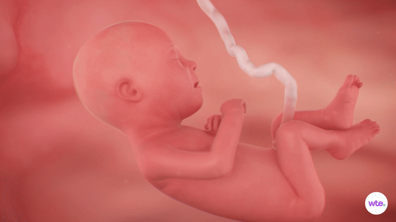 Tuần thai thứ 27: Phổi bé dần hoàn thiện, thai kỳ bước vào tam cá nguyệt thứ ba- Ảnh 2.