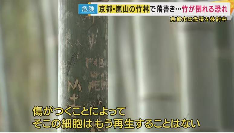 Rừng tre nổi tiếng Nhật Bản bị khắc chữ, trái tim chi chít- Ảnh 2.