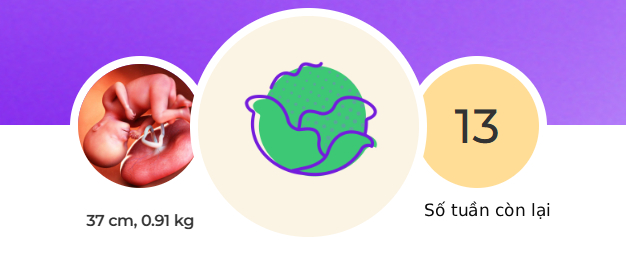 Tuần thai thứ 27: Phổi bé dần hoàn thiện, thai kỳ bước vào tam cá nguyệt thứ ba- Ảnh 1.