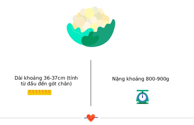 Tuần thai thứ 27: Phổi bé dần hoàn thiện, thai kỳ bước vào tam cá nguyệt thứ ba- Ảnh 3.