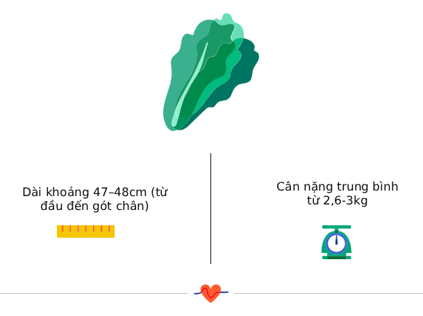 Tuần thai thứ 36: Bé yêu đã quay đầu, sẵn sàng chào đời- Ảnh 3.