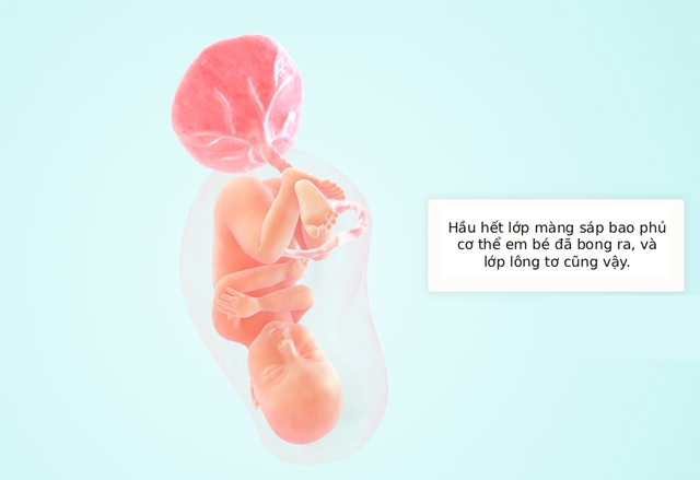 Tuần thai thứ 36: Bé yêu đã quay đầu, sẵn sàng chào đời- Ảnh 5.