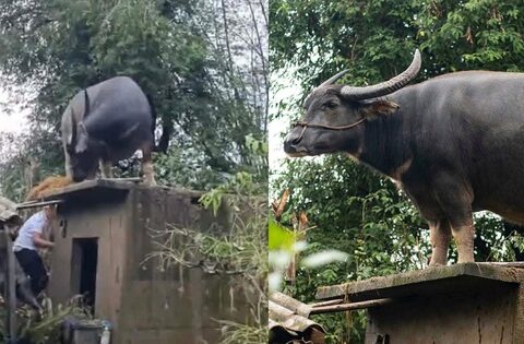 Con trâu lạc lên mái nhà sau mưa lũ, mắc kẹt gần một tuần: Bất ngờ cách đưa xuống