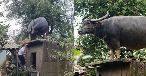 Con trâu lạc lên mái nhà sau mưa lũ, mắc kẹt gần một tuần: Bất ngờ cách đưa xuống