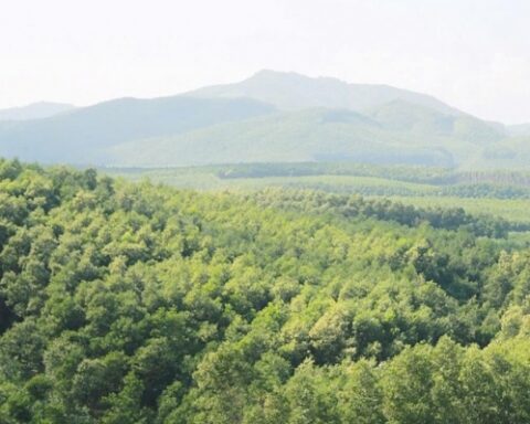 Lâm nghiệp ngày càng khẳng định là ngành kinh tế quan trọng