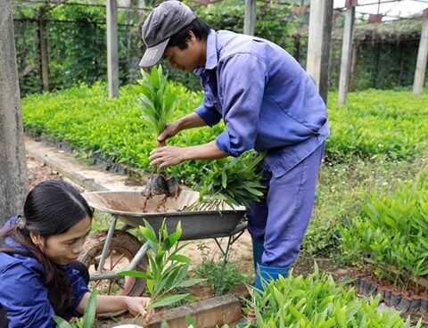 Hà Nội: Hàng loạt ưu đãi cho dự án ứng dụng công nghệ cao trong sản xuất giống