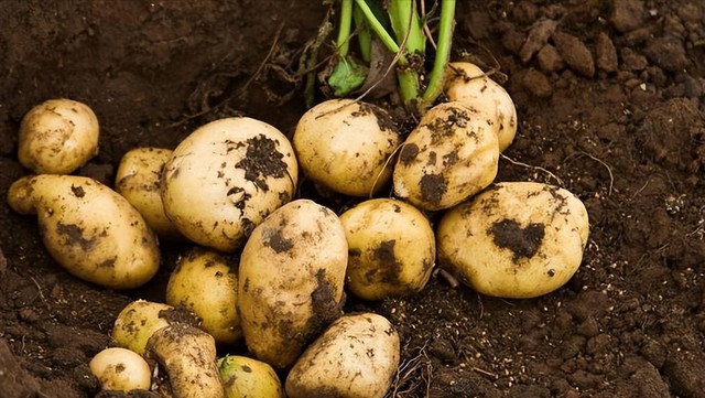 4 loại rau “nuôi ung thư” cần tránh xa: Loại đầu tiên xuất hiện nhiều trong mâm cơm người Việt- Ảnh 2.