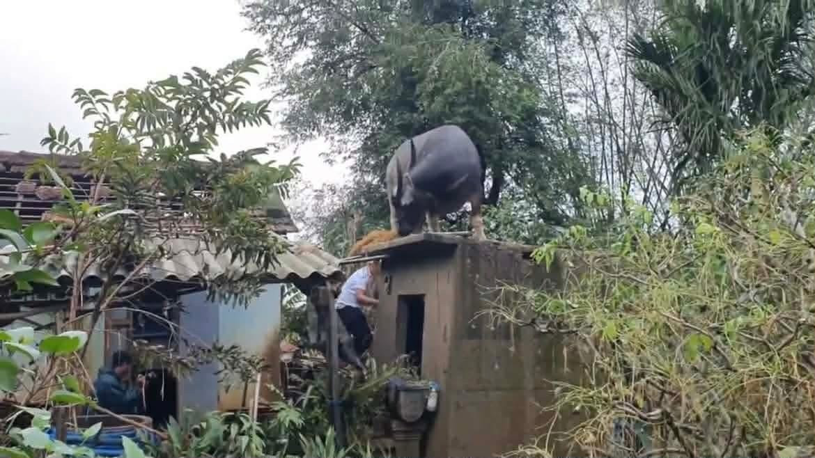 Con trâu lạc lên mái nhà sau mưa lũ, mắc kẹt gần một tuần: Bất ngờ cách đưa xuống- Ảnh 2.