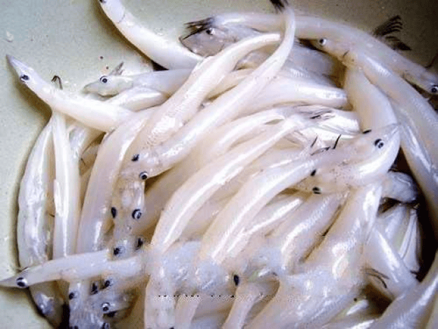 Việt Nam có loại cá đại bổ, được ví là 