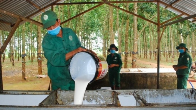 Ngày 23/11: Giá cao su trên các sàn giao dịch châu Á đồng loạt tăng