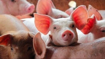 Ngày 25/11: Giá heo hơi tăng tại nhiều tỉnh thành trên cả nước