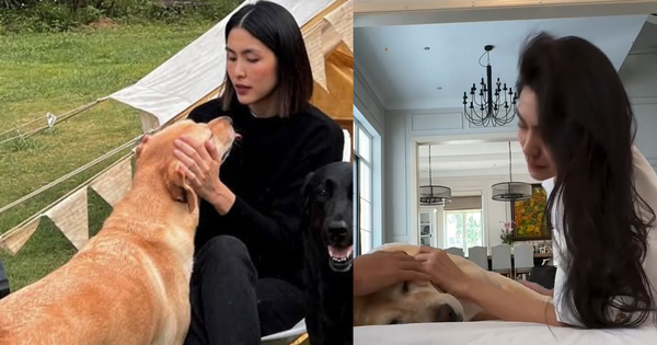 Tăng Thanh Hà khóc vì chó cưng Molly mất