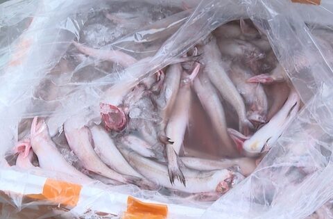7 tấn cá khoai chứa formol bị thu giữ: Thực phẩm chứa chất cấm len lỏi vào bữa ăn người Việt như thế nào?