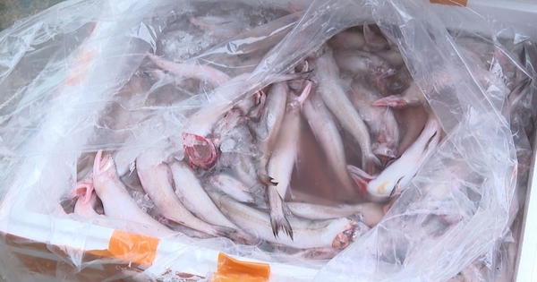 7 tấn cá khoai chứa formol bị thu giữ: Thực phẩm chứa chất cấm len lỏi vào bữa ăn người Việt như thế nào?