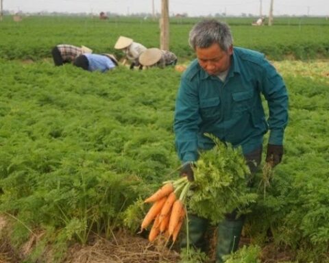 Kết nối nông sản vùng Đồng bằng sông Hồng, hướng tới thị trường Tết