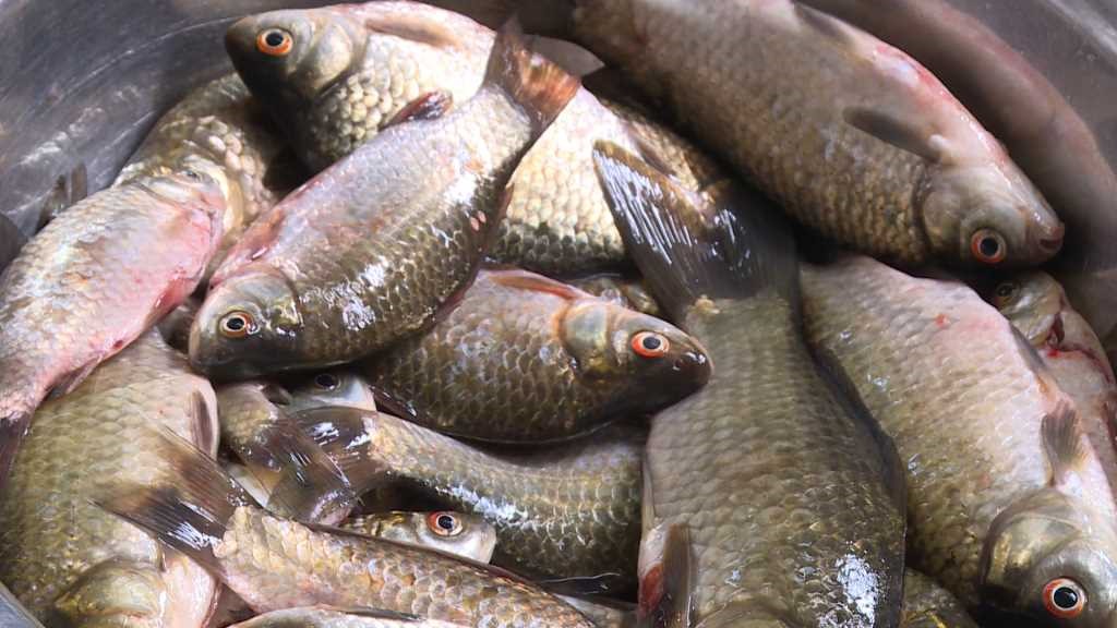 Cá diếc quen mặt ở chợ Việt, giá rẻ ai cũng mua được: Ăn đúng cách sẽ rất có lợi cho 3 nhóm người này- Ảnh 3.